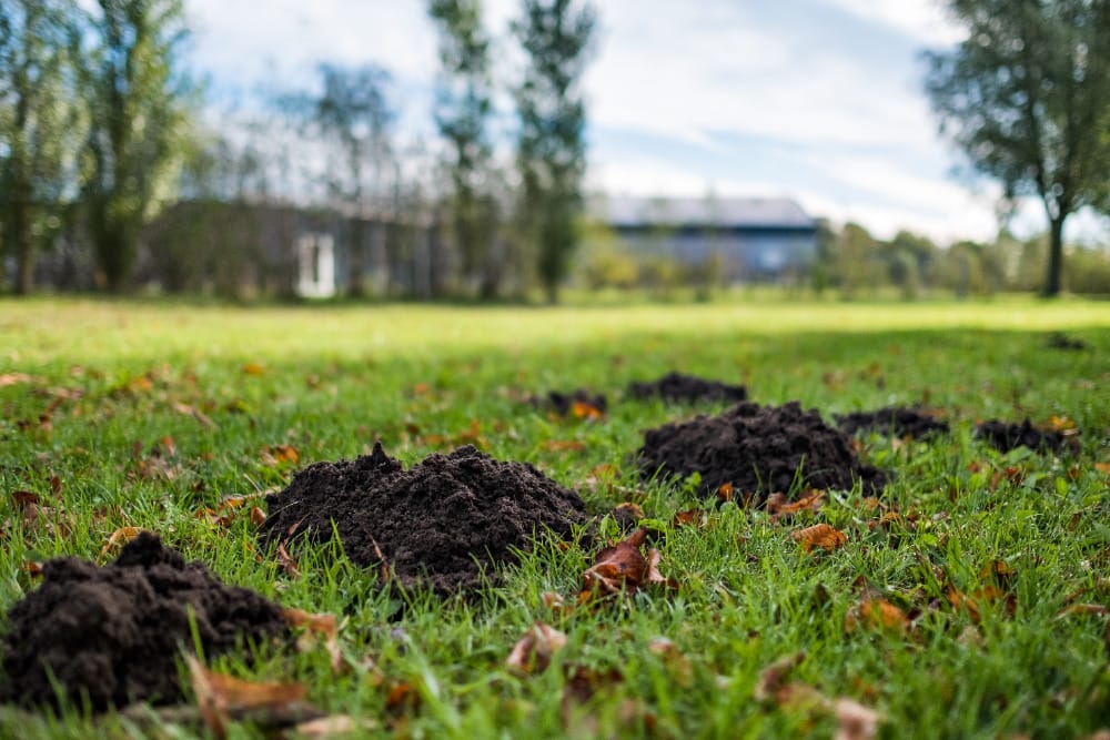 Molshopen in de tuin