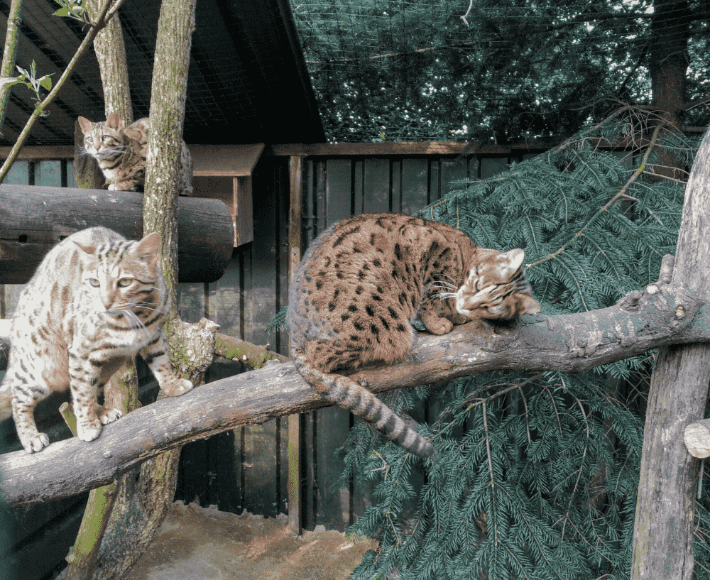 Katten