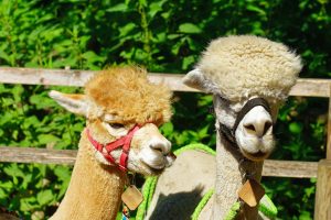 Alpaca's