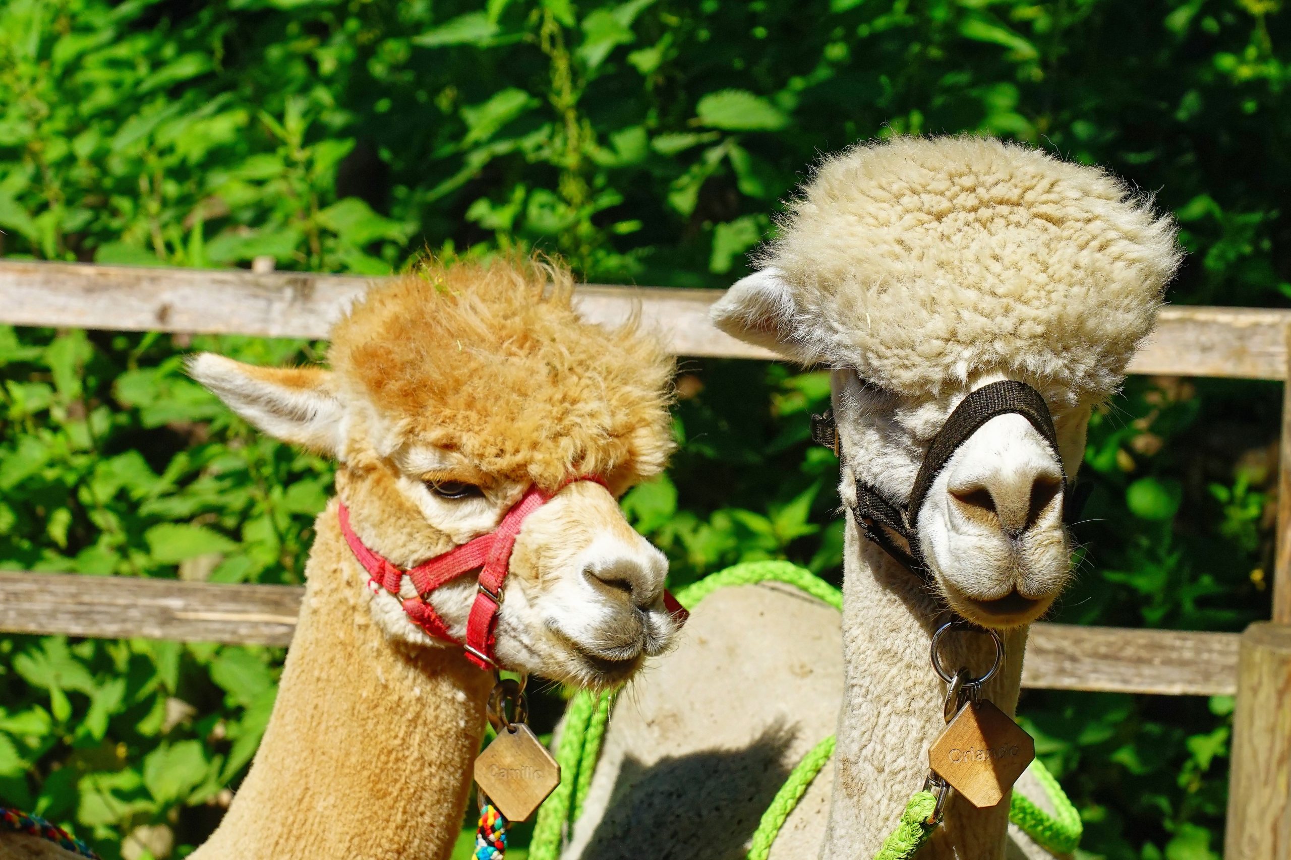 Alpaca's