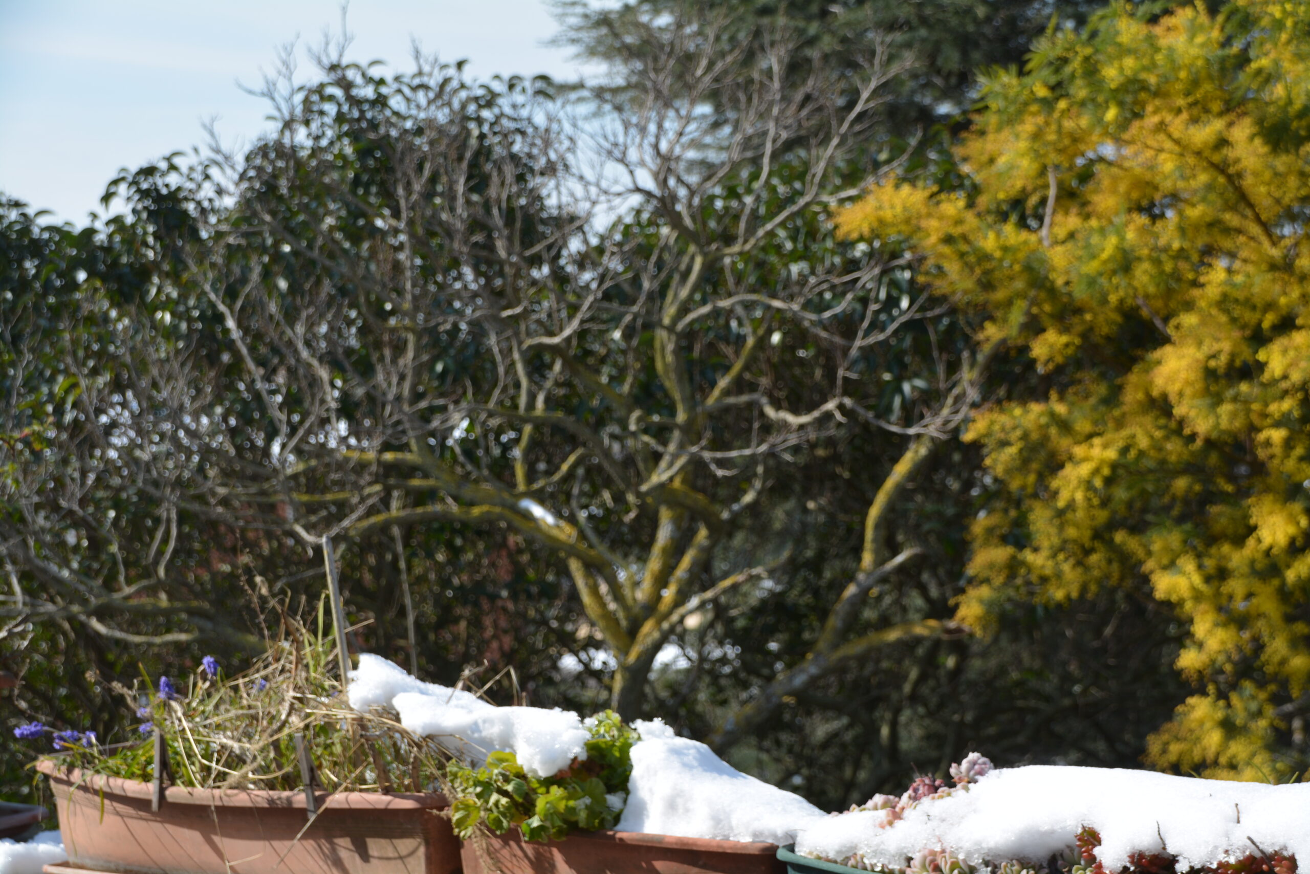 Sneeuw in de tuin